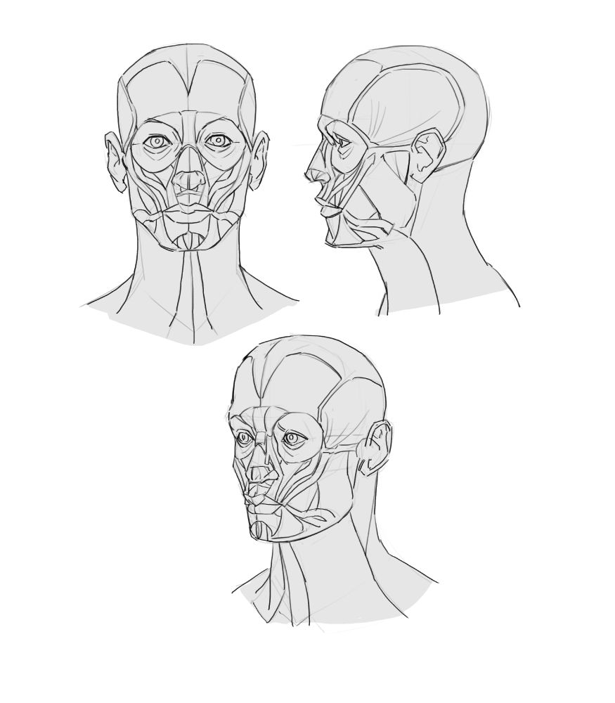 a drawing of facial muscles. it is mid