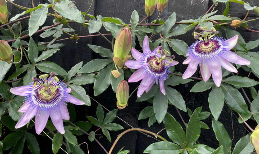 P. ‘GK2’ (short for ‘God Knows’) as we were unsure of both parents - we now have confirmed the maternal parent as P. ‘Purple Passion’ so we should probably come up with a better name. 