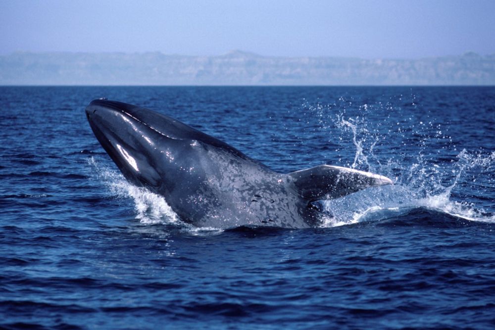 A dense pool of warm water dubbed ‘The Blob’ drove unprecedented temperature increases in the Pacific Ocean, affecting the blue whale’s primary food source