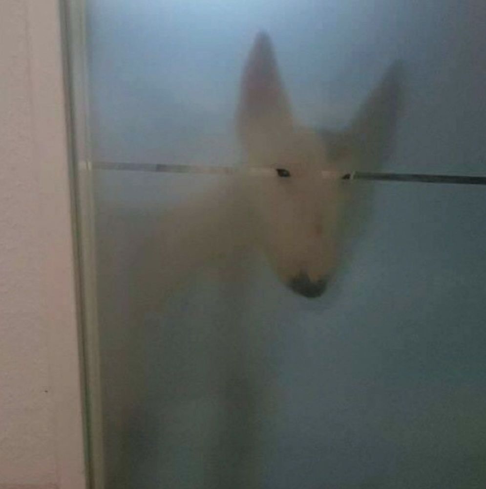 A Bull Terrier behind a frosted door with only his little beady eyes shown staring at us suspiciously