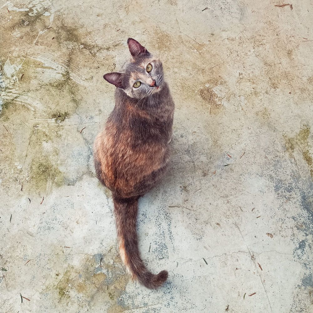 Una gata de espaldas mirando a la cámara 