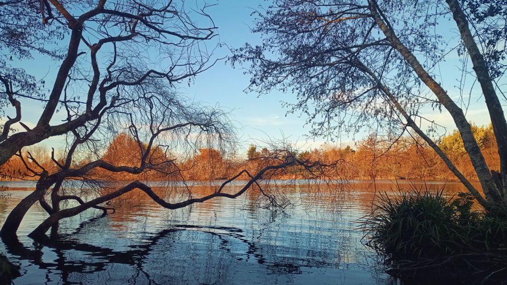 Vista del río desde el jardín botánico de la Universidad Austral en Valdivia. Se ven al fondo al otro lado arboles fe hojas color amarillo naranja y cerca la silueta de troncos reflejados en el agua
