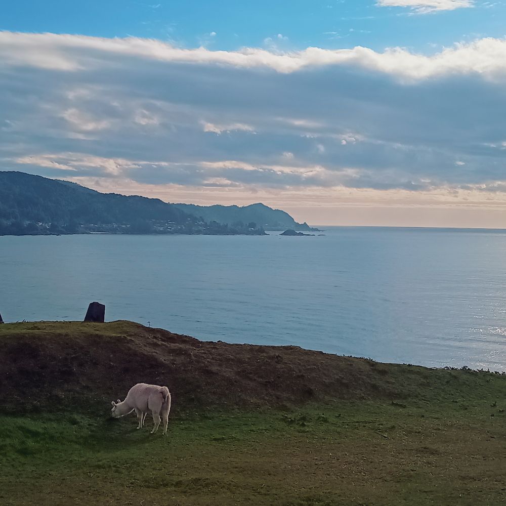 Una llama blanca en el Castillo de Niebla, Valdivia. 