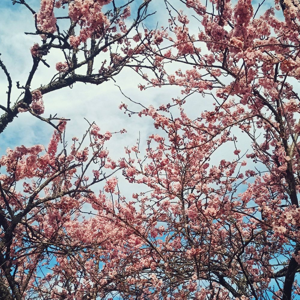 Un árbol con pequeñas flores rosadas