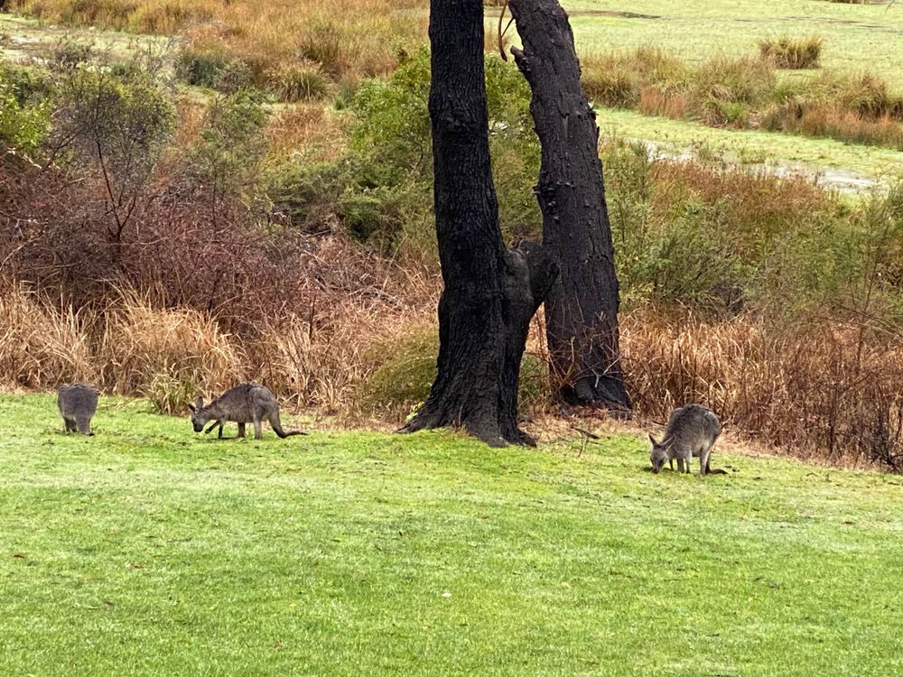 Small kangaroos grazing in paddock at Halls Gap