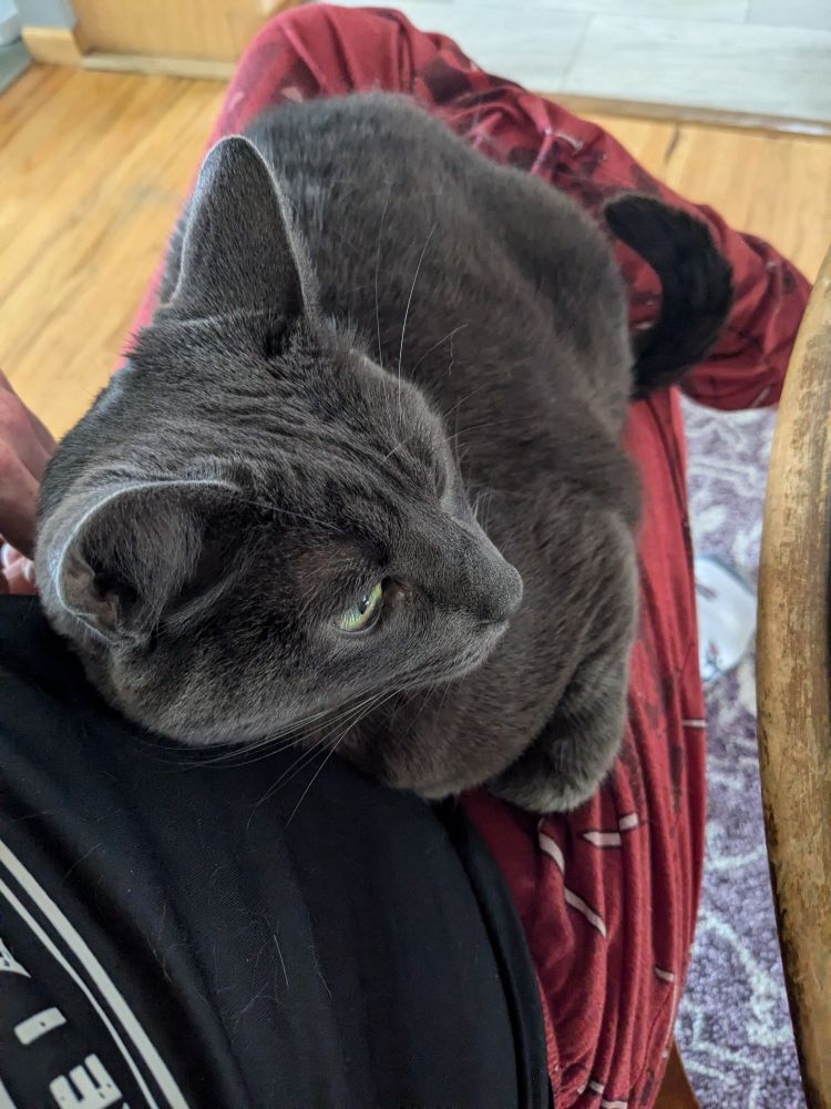 Churchill, my grey cat, sitting on my lap staring out the window.