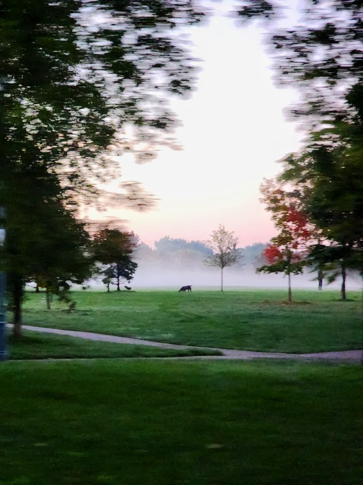 A dog wanders through the mist at Woodbine Park in Toronto Ontario 