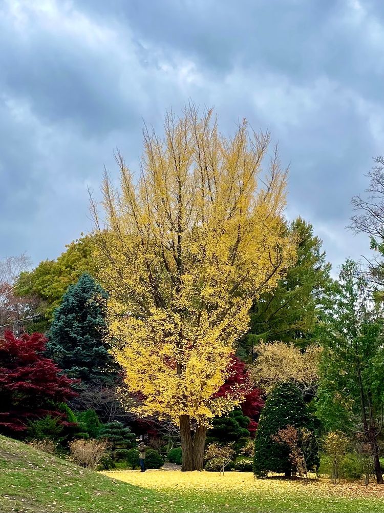 A Ginkgo tree with bright yellow foliage radiating around the trunk.