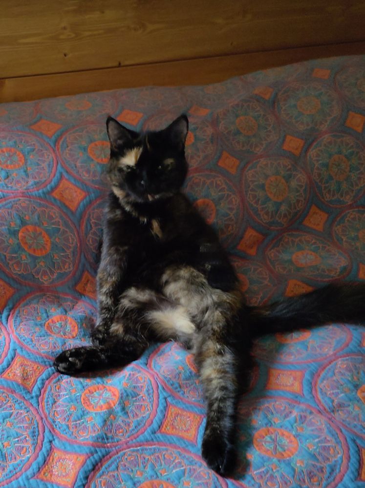 Suki, a tortoise shell kitten sits up in a slightly human pose with a groggy little "why have you disturbed me?" face. She's adorable and you love her.