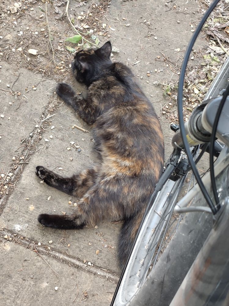A cat lies in front of the front wheel of a push bike.