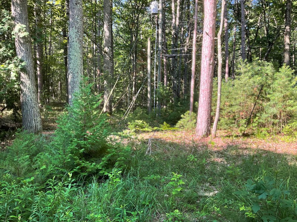 This photo shows a sunlit forest scene with a mix of tall trees and undergrowth. The larger trees, a combination of deciduous and coniferous species (oaks, pines, and cedars), form a dense canopy overhead, letting in dappled sunlight that brightens patches of the forest floor. In the foreground, there’s a rich layer of green underbrush including ferns, grasses, and small saplings.

Toward the center and background, utility poles and overhead power lines are visible, cutting through the forest—indicating some human infrastructure within the otherwise natural landscape. The light and shadows suggest the photo was taken in the morning or late afternoon.

The scene feels peaceful and somewhat wild, with the presence of the power lines subtly reminding the viewer of nearby development.