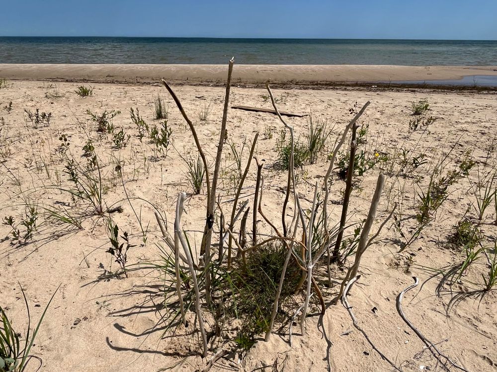 Another Lynn creation, one that Claude fails to capture: a bunch of sticks stuck in the sand around a clump of grass.  ¯\_(ツ)_/¯ 

This photo provides a close-up view of the beach’s natural vegetation. In the foreground, there are clumps of beach grass and dune plants growing directly in the sand, with their characteristic long, narrow blades and some dried, brown stems mixed among the green growth. The vegetation appears to be typical coastal dune grass that helps stabilize the sandy environment. In the background, you can see the familiar beach setting with the sandy shore extending toward the blue-green ocean waters. The sky appears clear and blue in this shot. This image gives a detailed look at the hardy plant life that thrives in this coastal environment, showing how nature adapts to the sandy, salt-air conditions of the beachfront ecosystem.​​​​​​​​​​​​​​​​