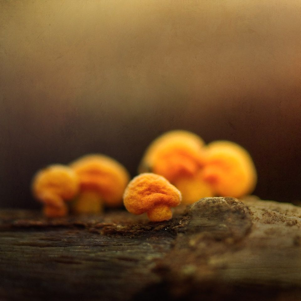 Tiny orange fungi on a log