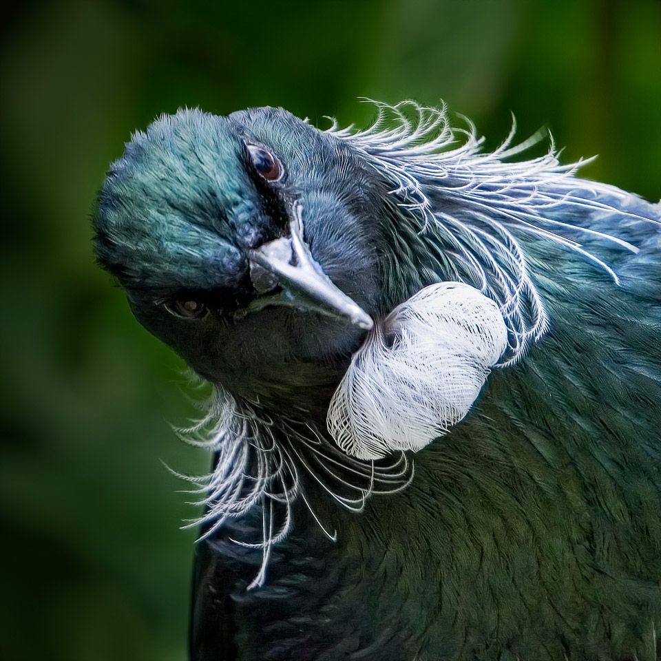 Photo of a quizzical tūī bird looking at the photographer