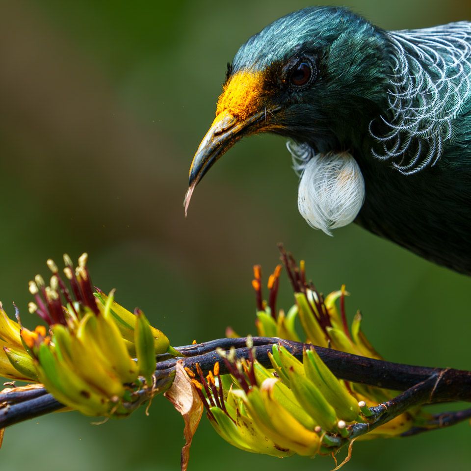 Close-up of tūī showing her brush-tipped tongue and pollen covered head