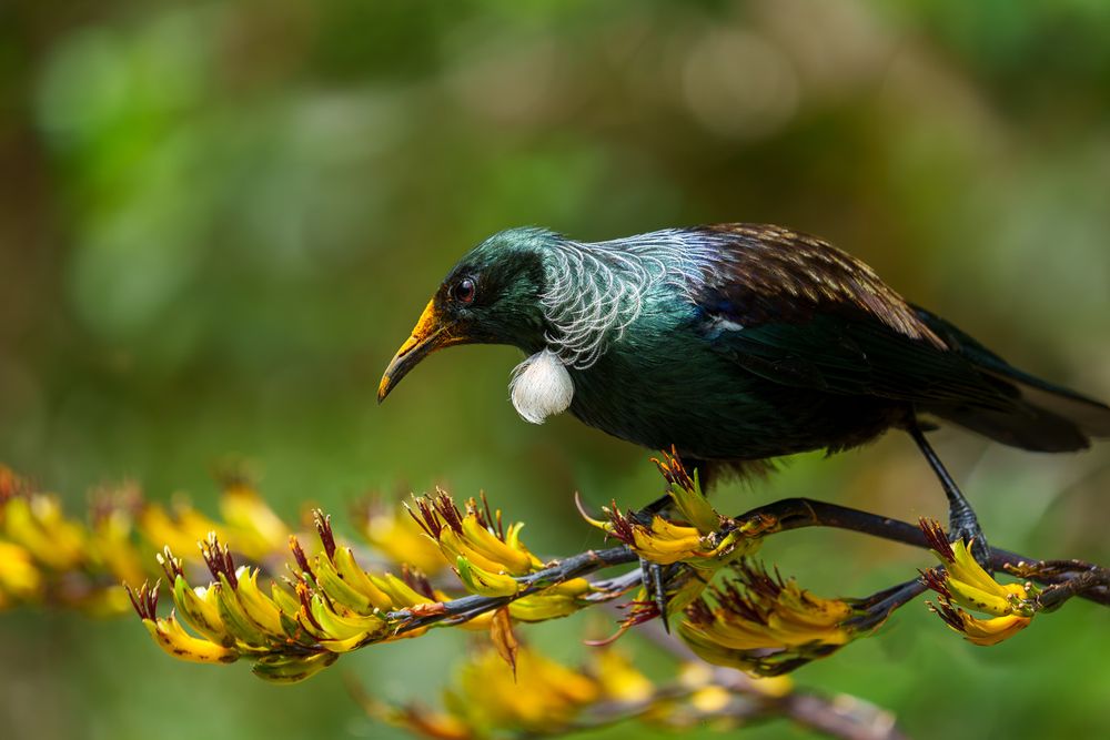 Bird on flowering flax stem