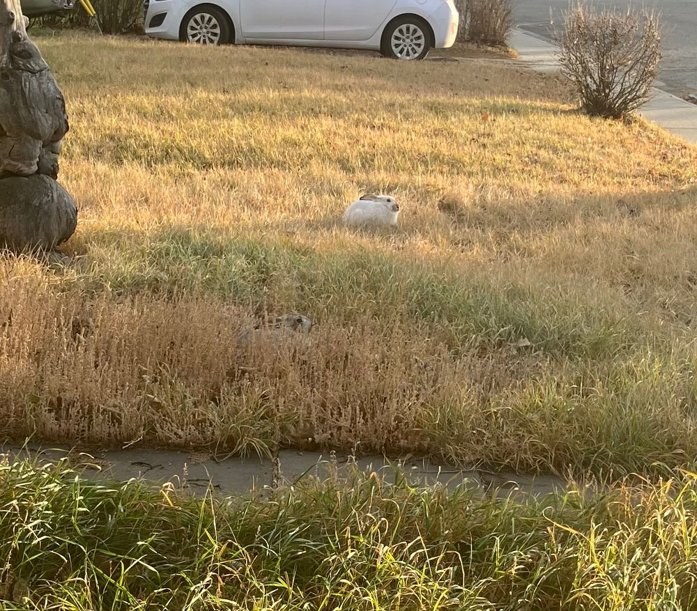 A pair of jackrabbits loafing in the long grass in a front yard.