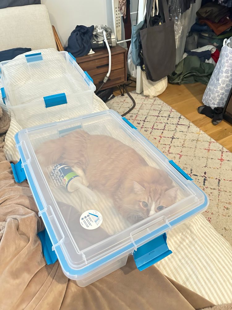 cat in plastic storage bin visible through closed lid