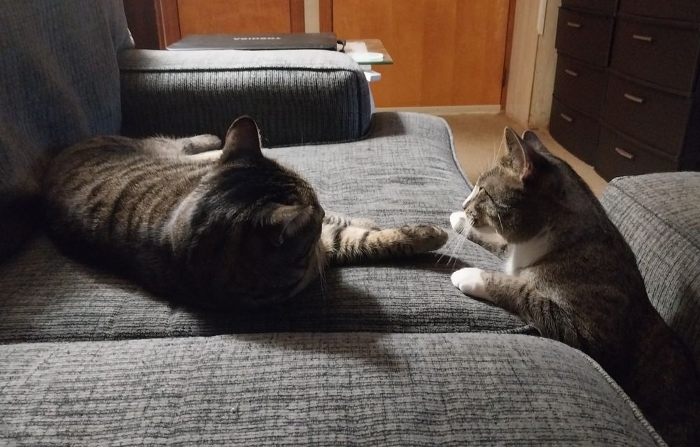 smokey and tom 🐈🐈