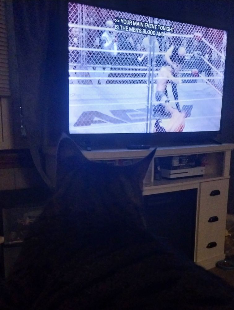 my cat, smokey, staring at aew on the tv