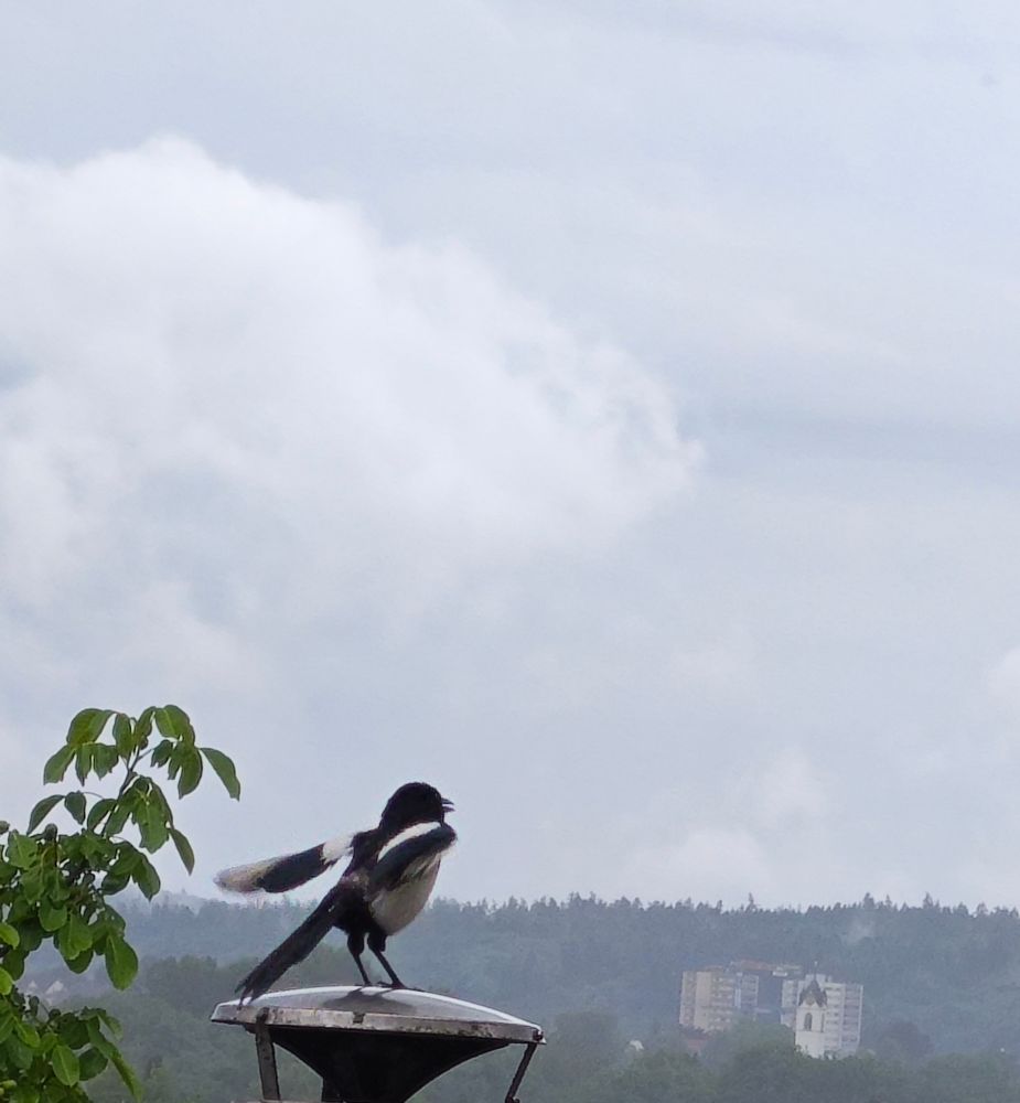 Eine Elster sitzt auf einem Metallkamin vor einer bewaldeten Hügellandschaft. Im Hintergrund sind Wohnhäuser und ein Kirchturm zu sehen. Der Himmel ist bewölkt, das Wetter wirkt trüb. Der Vogel hat die Flügel leicht ausgebreitet, als würde er gleich abheben.