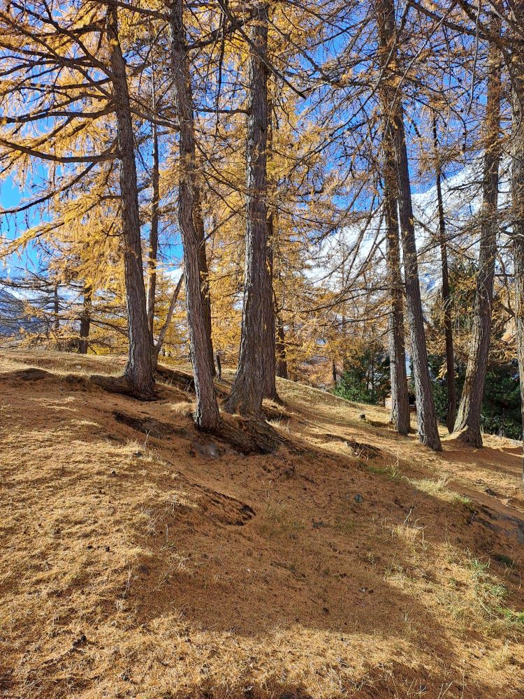 Gelber Waldboden, einzelne Lärchen und dahinter weisse Berge.