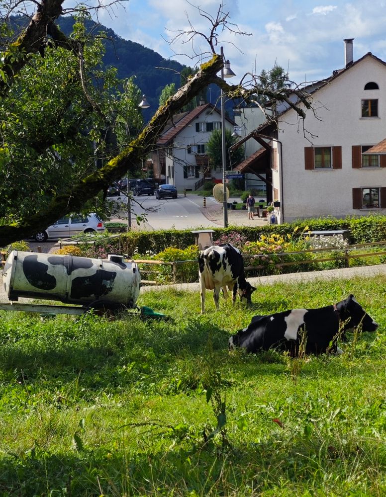 Auf einer kleinen Wiese sind schwarz-weiß gefleckte Kühe und ein schwarz-weiß angemalt er Getränkewagen zu sehen. Im Hintergrund Häuser eines Dorfes.