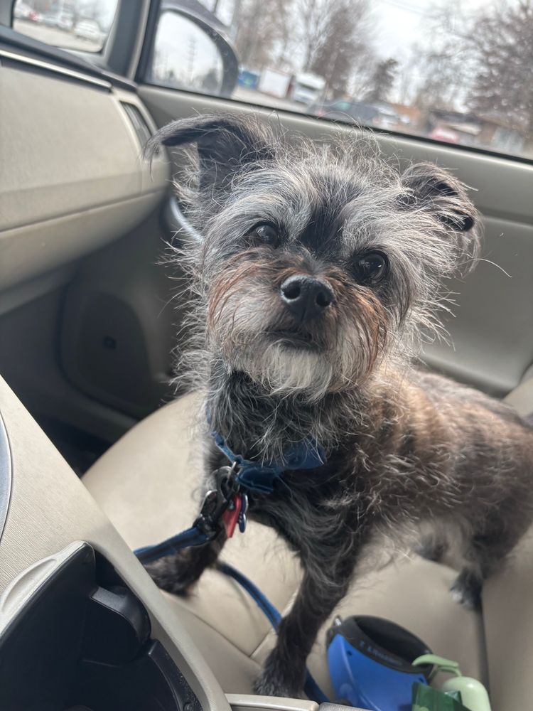 Ezra, a Yorkiepoo/Chihuahua mix, listening to Our Song and riding shotgun with his hair undone in the front seat of my car 