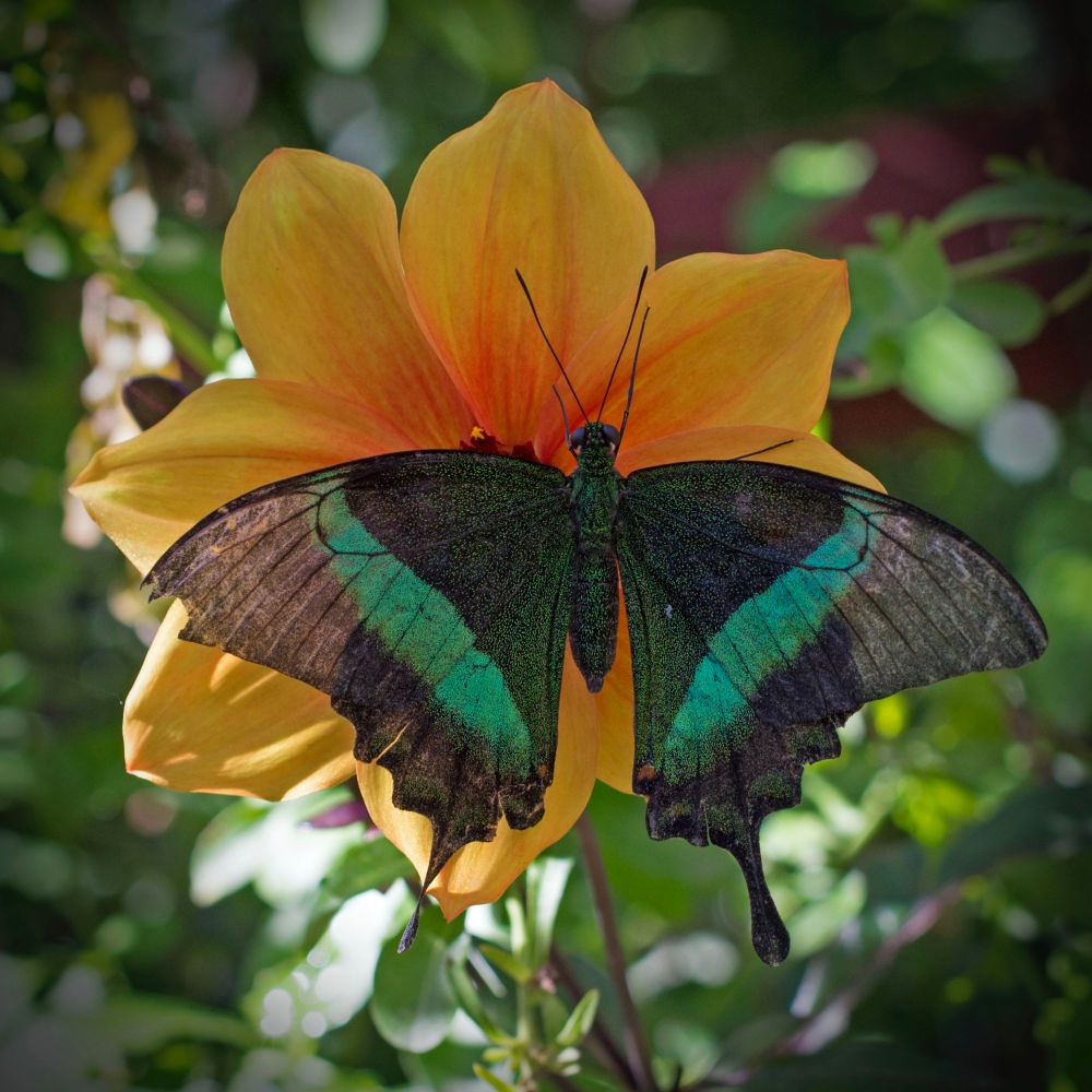 A photo of a black and green butterfly on a cluster of large yellow flower in a garden 