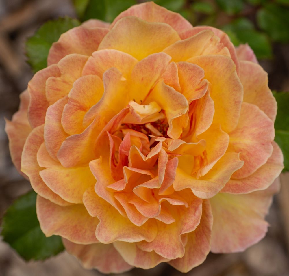 a close up photo of an orange and pink rose at full bloom in a garden 