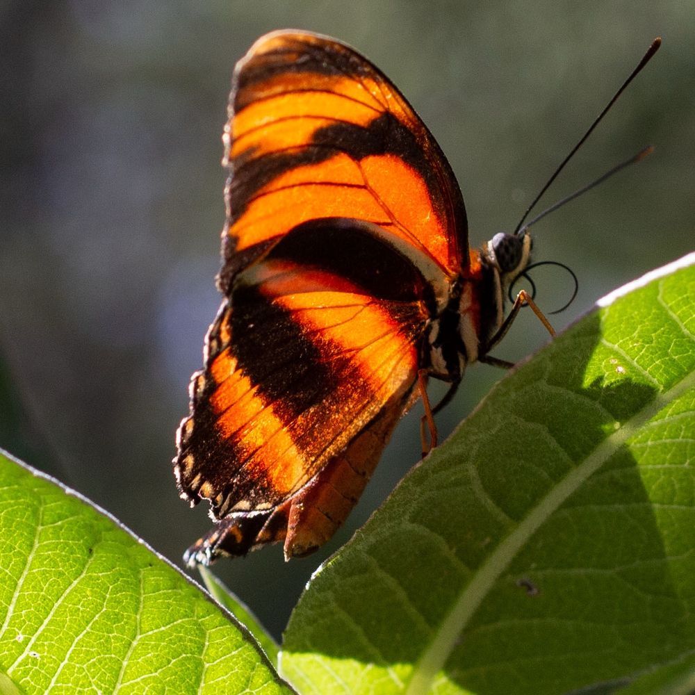 A photo of a butterfly on a plant leaf, side view, with sunlight illuminating the butterfly wings 