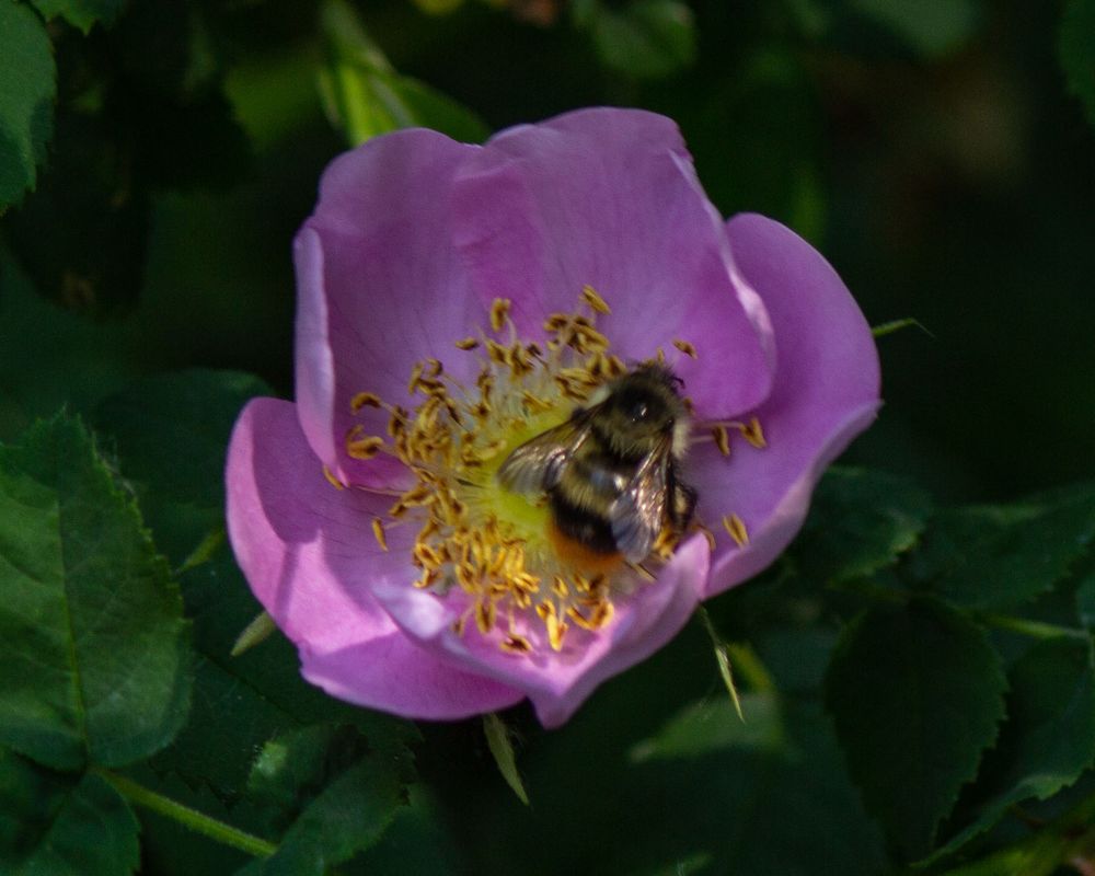 A photo of a bee on a pink flower in a garden 