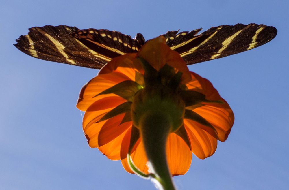 A photo of a butterfly on an orange flower with sunlight illuminating the butterfly wings and the flower petals, with blue sky in the background 