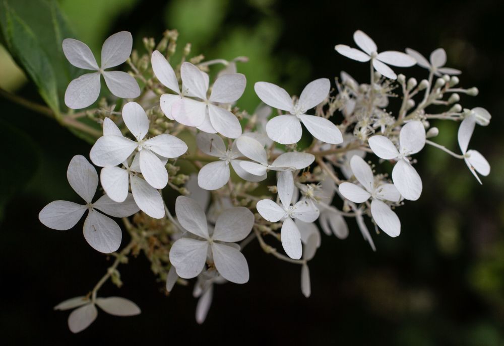 A photo of a cluster of Panicled Hydrangea blossoms in a garden, many small white flowers, with four petals per flower