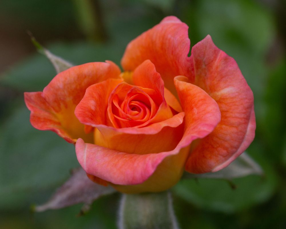A photo of an orange rose in a garden 