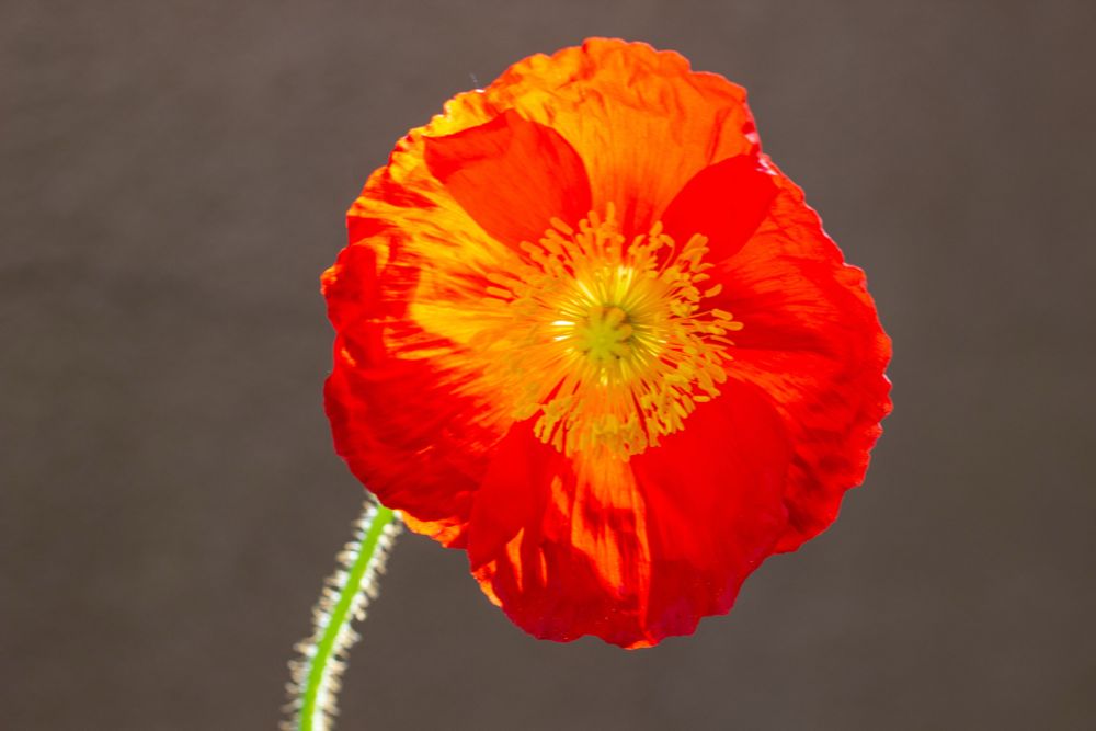 A photo of an orange flower backlit by the sun in a garden 