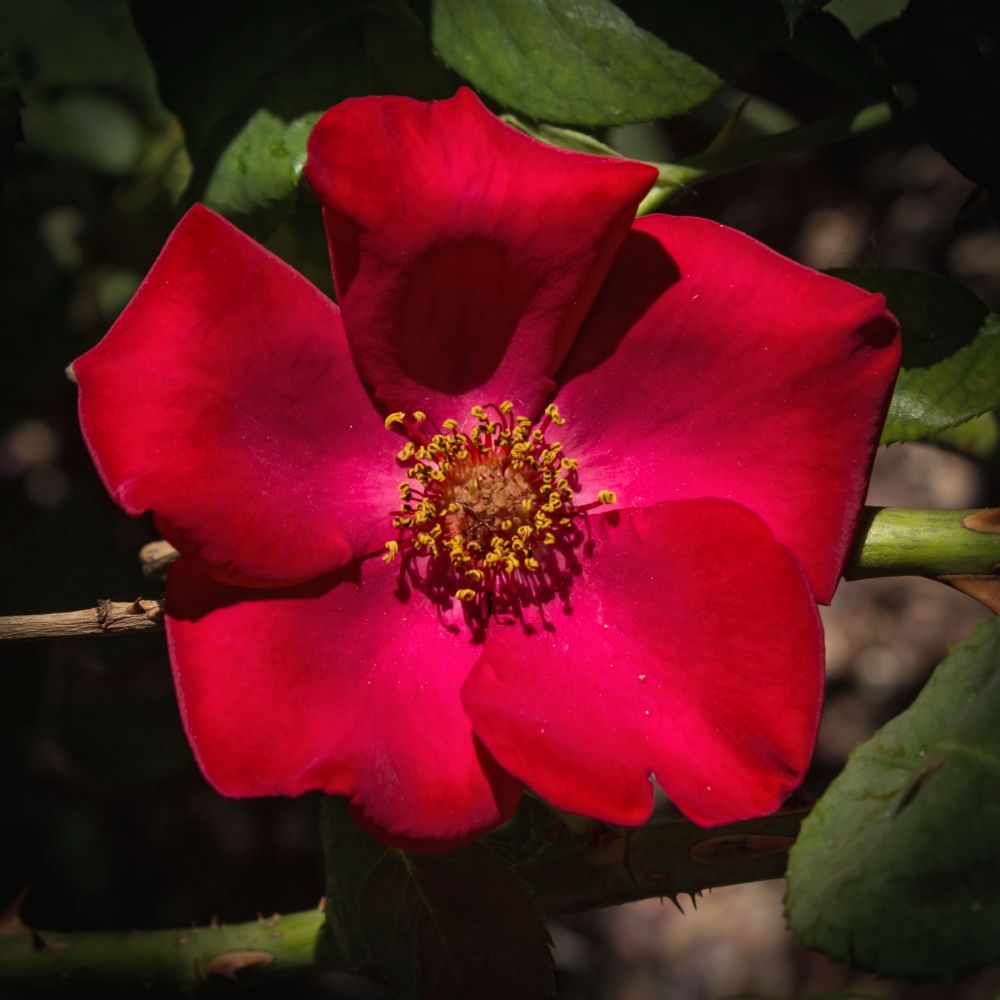 A photo of a red rose with five flat petals in a garden