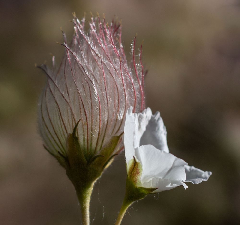 A side view photo of an Apache plume plant: left side is a bloom with very delicate red lines with white wisps emerging from a green base, reaching skyward. To the right is a small white flower blossom with its petals reaching outward 