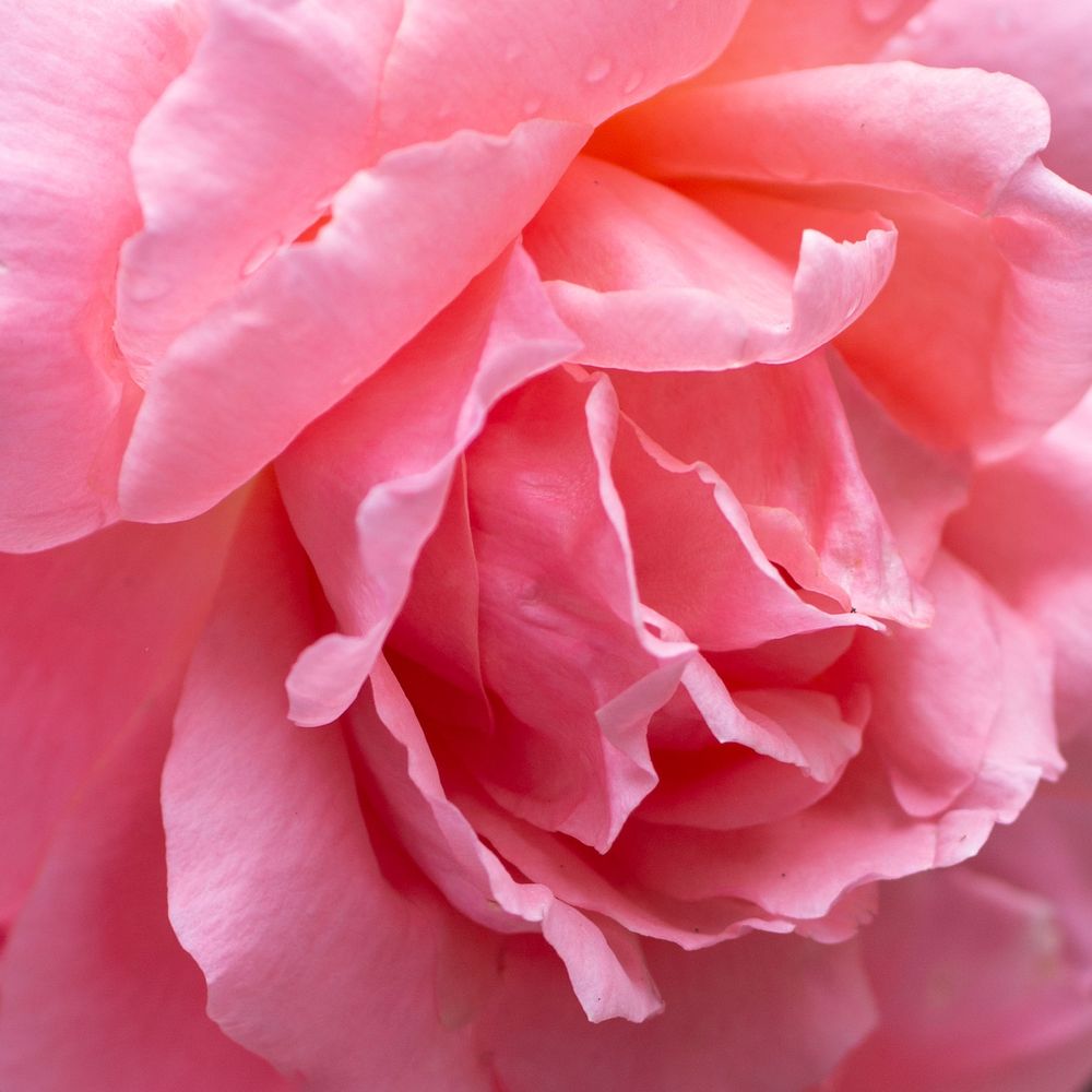 A close up of a large pink rose in cloudy daylight, many fluffy petals 