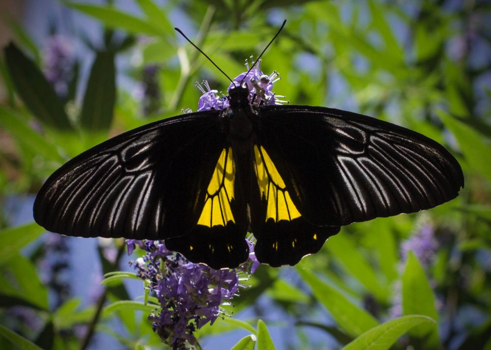 A photo of a black butterfly with white highlights and yellow center on a purple flower in a garden 