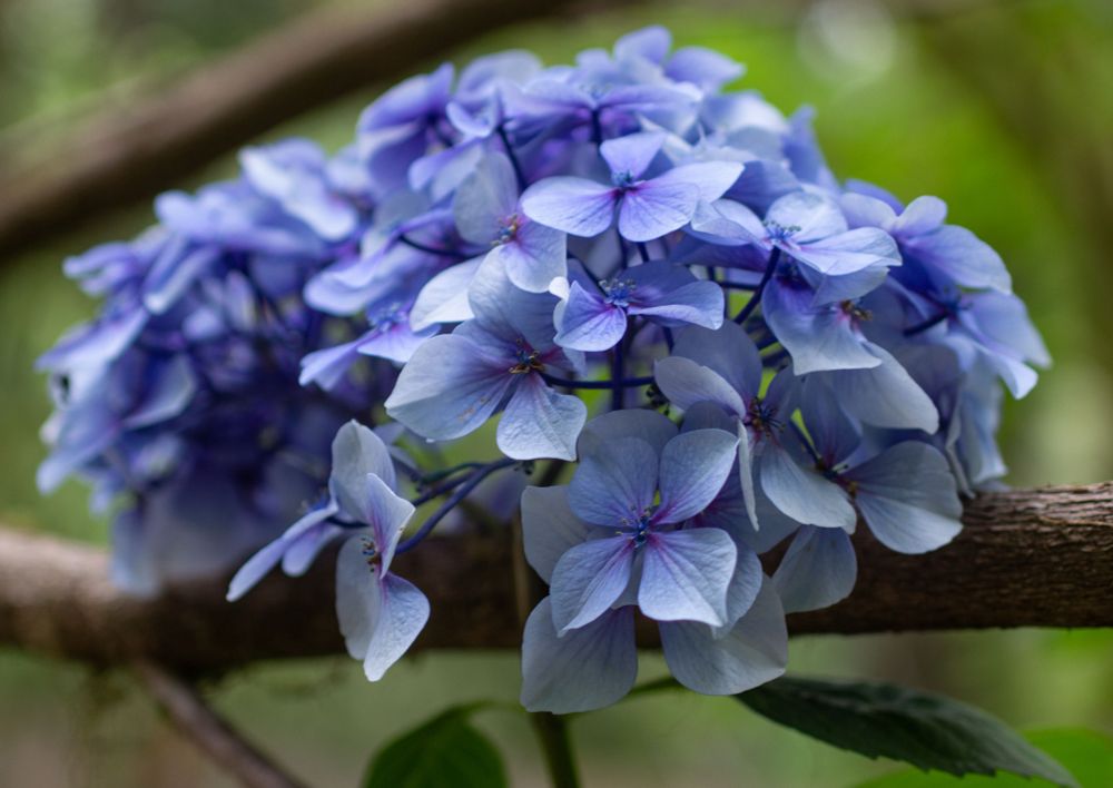 A photo of a cluster of blue purple hydrangea blossoms resting on a branch of another tree in a forest garden park