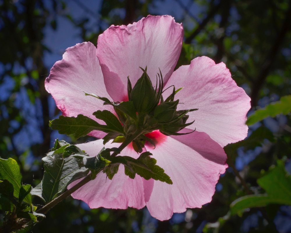 A photo of a pink flower turned away with sunlight illuminating the petals, in a garden 