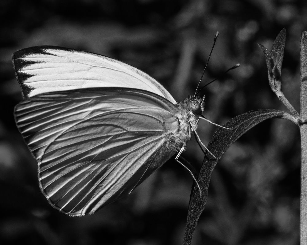 A black and white photo of a butterfly stand precariously on a delicate leaf in a garden. The leaf is attached to a branch that is along the right side of the image.