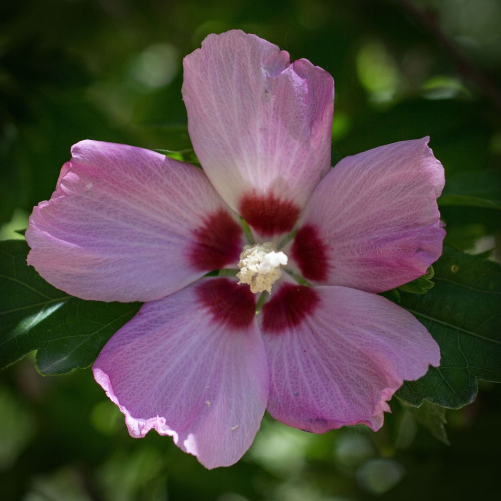 A photo of a pink flower in the shade, with sunlight illuminating the center, in a garden