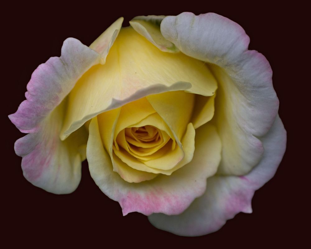 A close up photo of a rose. Outer petal edges are pink, rest of outer petals are white, and the inner petals are yellow 