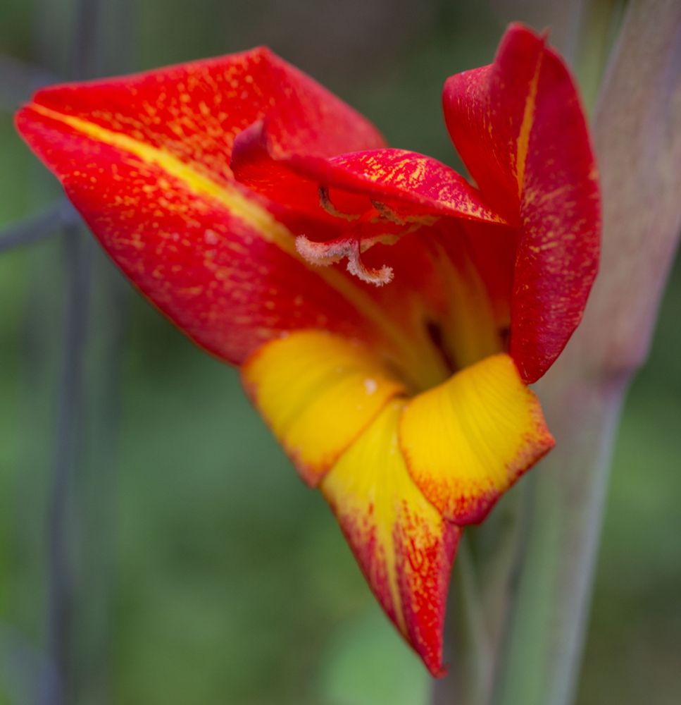 A close up photo of a Dragon’s Head Sword Lily, a red-orange and yellow flower