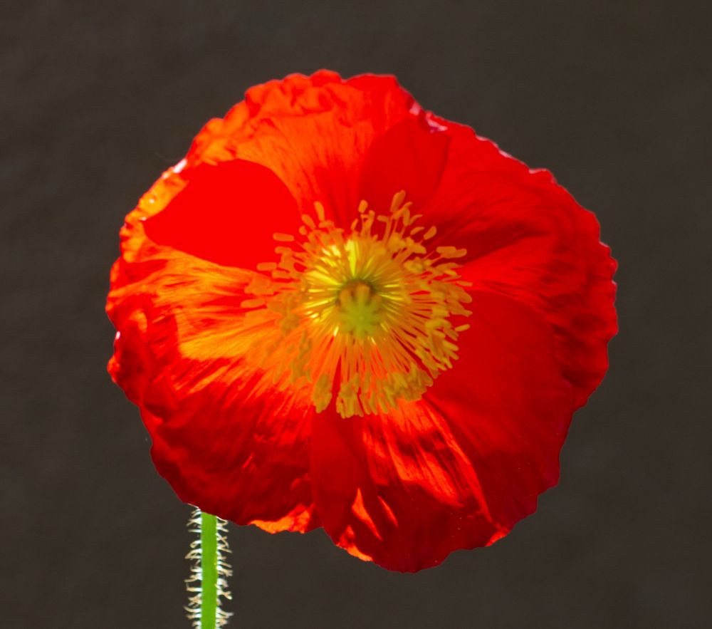A photo of an orange flower backlit by the sun in a garden 