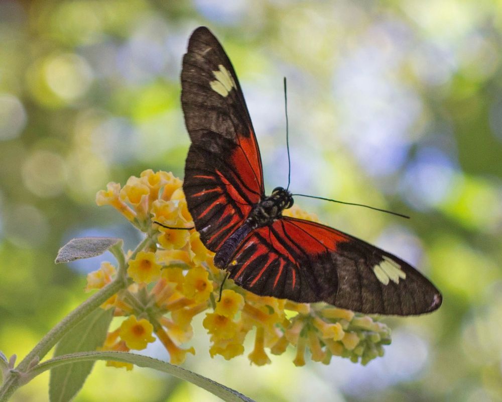 A photo of a black and red butterfly on a cluster of tiny yellow flowers in a garden 