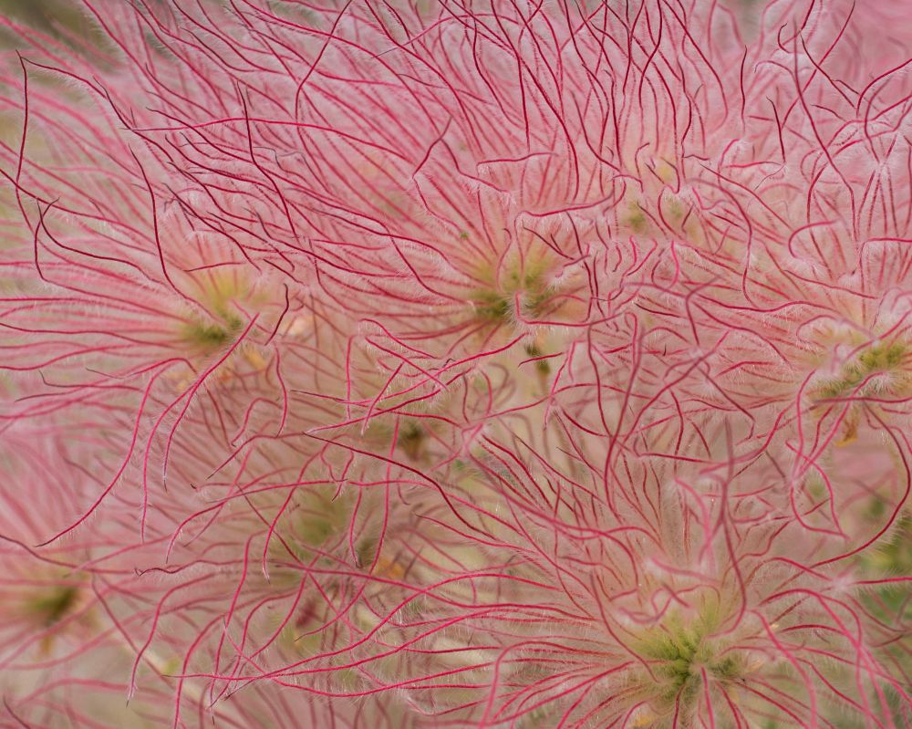 An abstract photo of Apache Plume: hundreds of thin red lines sprouted from small green cores, filling the image  