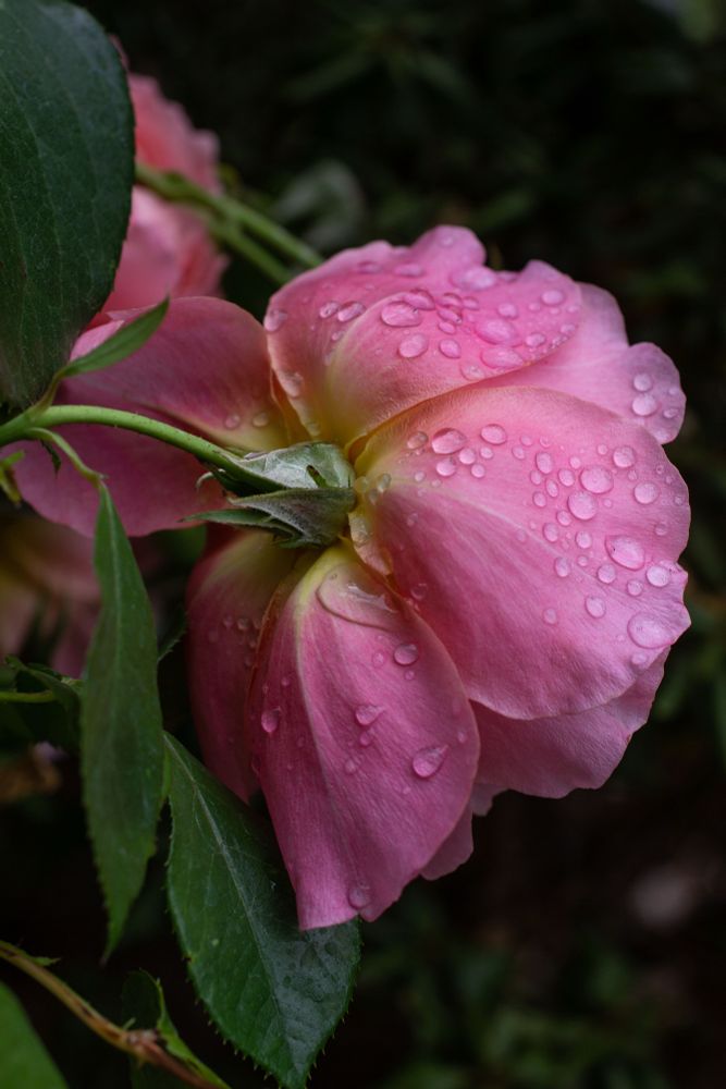 A photo of a pink rose in a garden, side view, blossom facing away with many water drops on the outer petals 